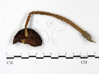 登錄號:F0022970藏品圖，第3張