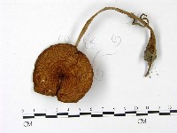 登錄號:F0022971藏品圖，第1張