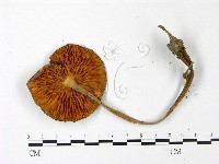 登錄號:F0022971藏品圖，第3張