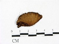登錄號:F0022972藏品圖，第1張
