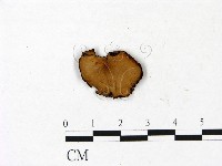 登錄號:F0022973藏品圖，第1張