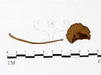 登錄號:F0022974藏品圖，第1張