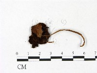 登錄號:F0022975藏品圖，第1張