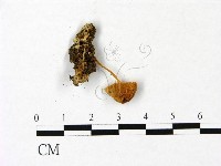 登錄號:F0022977藏品圖，第3張