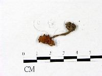 登錄號:F0022980藏品圖，第1張
