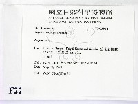 傘菌屬藏品圖，第2張