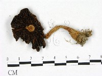 傘菌屬藏品圖，第3張