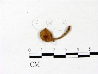 登錄號:F0022983藏品圖，第1張