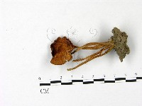 登錄號:F0022984藏品圖，第1張