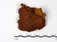 登錄號:F0022985藏品圖，第3張