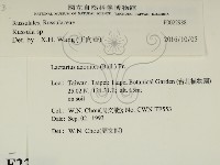 紅菇屬藏品圖，第2張
