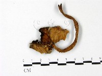 登錄號:F0022992藏品圖，第1張