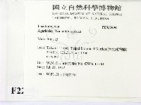 小皮傘屬藏品圖，第2張