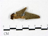 登錄號:F0022995藏品圖，第1張