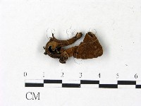 登錄號:F0022998藏品圖，第3張