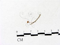 小皮傘屬藏品圖，第1張