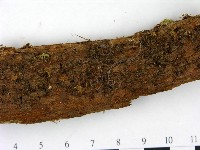 登錄號:F0023001藏品圖，第3張