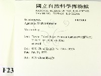 小皮傘屬藏品圖，第2張