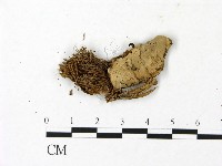 小皮傘屬藏品圖，第3張