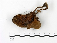 登錄號:F0023005藏品圖，第1張