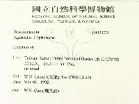 鬼傘屬藏品圖，第2張