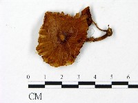 登錄號:F0023008藏品圖，第1張