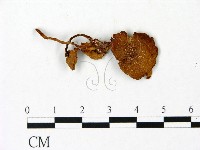 登錄號:F0023010藏品圖，第1張