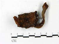 登錄號:F0023012藏品圖，第1張