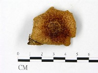 登錄號:F0023015藏品圖，第1張