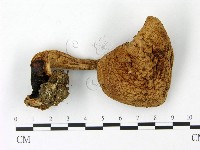 登錄號:F0023016藏品圖，第1張