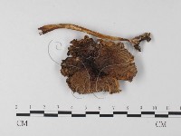 登錄號:F0023017藏品圖，第1張