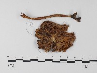 登錄號:F0023017藏品圖，第3張