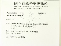 鵝膏屬藏品圖，第2張