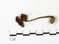 鵝膏屬藏品圖，第1張