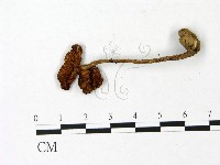 鵝膏屬藏品圖，第3張