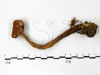 登錄號:F0023019藏品圖，第1張