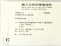 松塔牛肝菌屬藏品圖，第2張