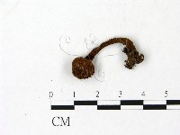 松塔牛肝菌屬藏品圖，第1張