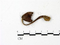 登錄號:F0023026藏品圖，第1張