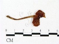 登錄號:F0023027藏品圖，第1張