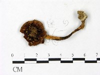 登錄號:F0023029藏品圖，第1張