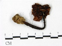 鵝膏屬藏品圖，第1張