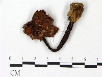鵝膏屬藏品圖，第3張