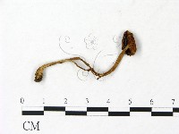 登錄號:F0023033藏品圖，第3張