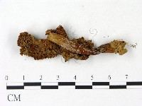 登錄號:F0023038藏品圖，第3張