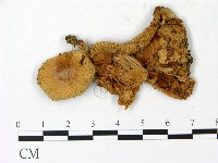 登錄號:F0023040藏品圖，第1張
