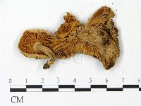 登錄號:F0023040藏品圖，第3張