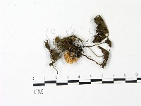 登錄號:F0023041藏品圖，第1張