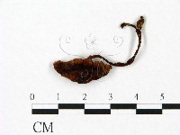 盔孢傘屬藏品圖，第3張
