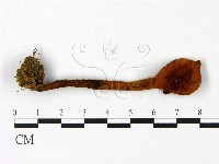 登錄號:F0023050藏品圖，第1張